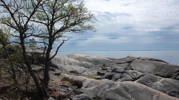 Pamprinniemi
