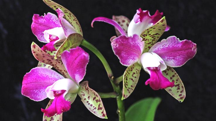Cat. aclandiae Thai -orkidea